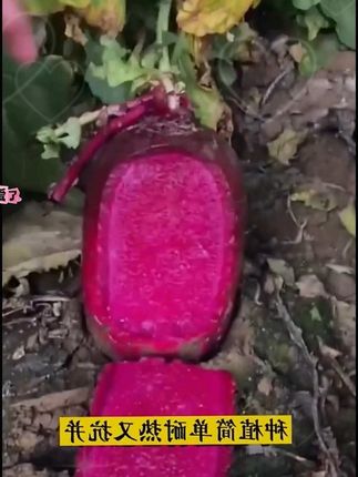 凤梨萝卜种子甜脆水果红皮红心萝卜籽阳台盆菜种孑#凤梨萝卜种子 #水果萝卜种植 #红心萝卜种子 #蔬菜种子 #凤梨萝卜种子甜脆红心