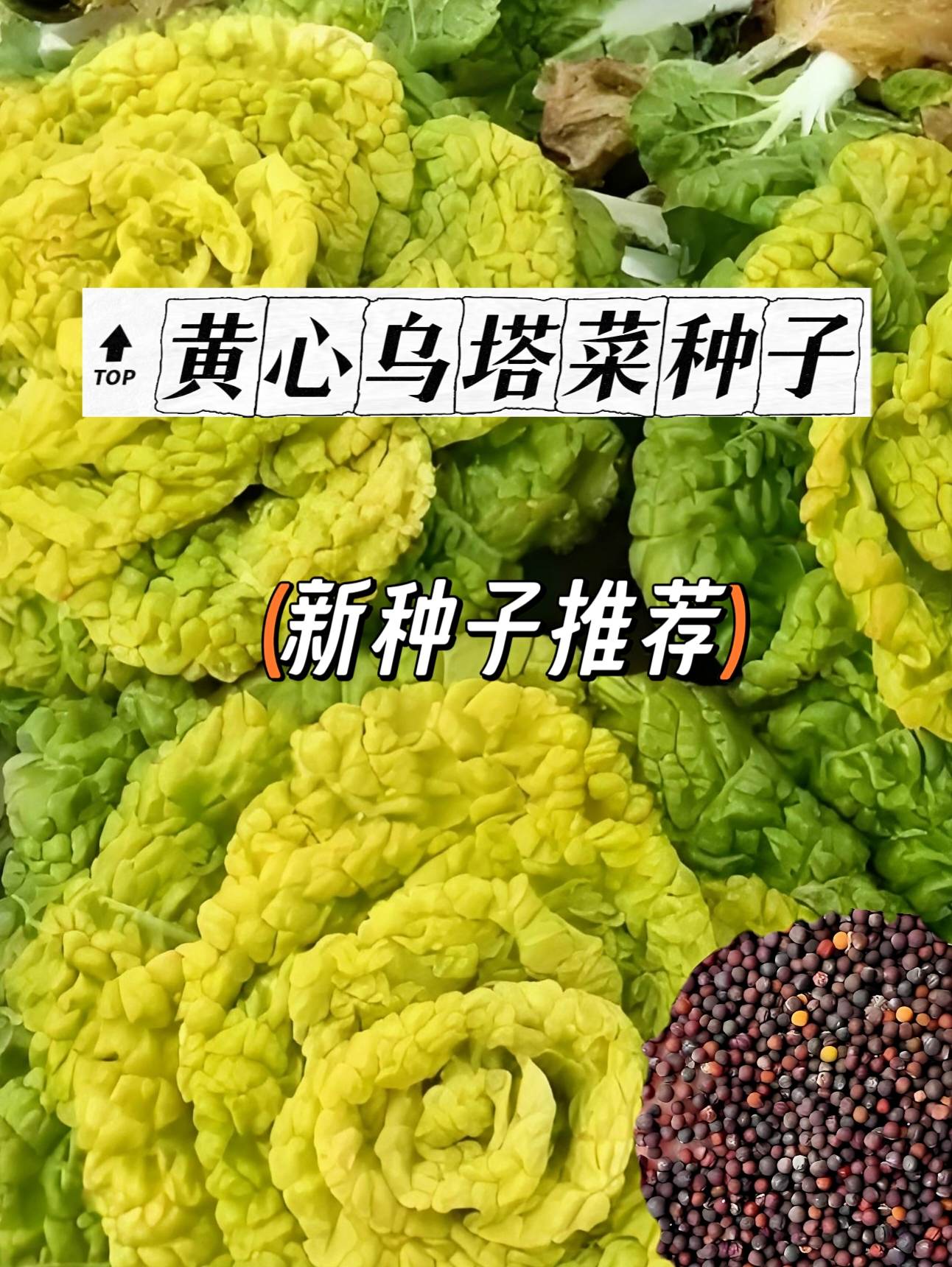 黄心乌塔菜种子。耐寒抗冻超省心,零下5℃照样绿油油!从撒种到采收仅40天,阳台、菜园都能种,新手也能轻松上手。 叶片层层包裹,心叶金黄如玉,炒食脆嫩无筋,涮锅鲜甜多汁,还富含维生素!一粒种子冒满盆,全家吃足一冬天。 现在下单,早种早尝鲜,错过等一年,点击就能抱回家!#黄心乌塔菜种子 #黄心乌塔菜 #黄心菜乌塌菜 #三农种植 #菜种子