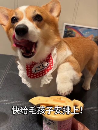 开罐勺和密封盖 是养宠家庭的刚需 硅胶材质不硌手 颜值高 嘎嘎好 赶紧安排上!#狗狗 #科学养宠攻略 #柯基 #萌宠 #萌宠出道计划