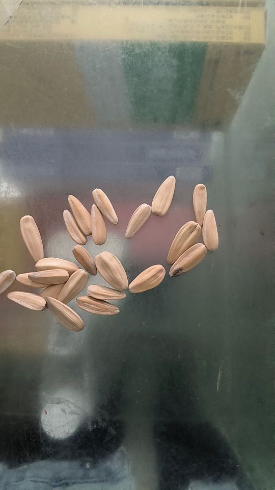 老瓜子,好多苦了,#我在抖音买买买