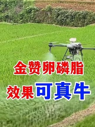 金赞卵磷脂助剂的强大作用,让打肥打药效果翻倍 金赞卵磷脂助剂的强大作用,让打肥打药效果翻倍!#助剂# #病虫害防治#金赞卵磷脂#果树种植#瓜果蔬菜