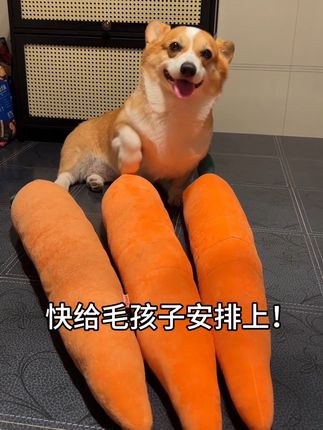 狗子:妈妈说 每一年都会给我买一个新的胡萝卜 这是我们的约定!#柯基 #狗狗 #萌宠 #萌宠出道计划 #萌宠好物