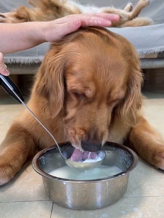 幼犬、成年犬、老年犬都可以经常喝一些羊奶粉,营养丰富又好吸收 #养狗经验分享 #金毛 #宠物羊奶粉 #萌宠好物 #狗狗