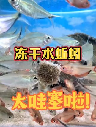 冻干水蚯蚓 富含多种鱼儿所需的微量元素,鱼儿吃了长的快#冻干水蚯蚓 #鱼粮 #水族用品 #观赏鱼 #养鱼日记