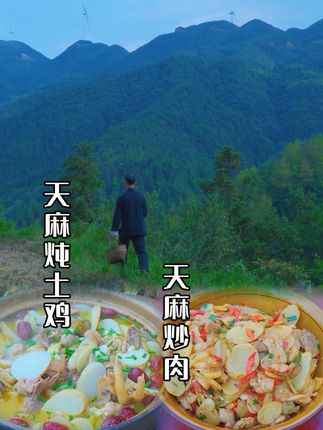 高山挖天麻 乡野好滋味 现挖天麻,配土鸡炖汤,与鲜肉爆炒,鲜香扑鼻!尝一口山野至味。#农村美食记录生活 #乡村美食 #新农人计划2025 #乡村守护人 #我的农村生活
