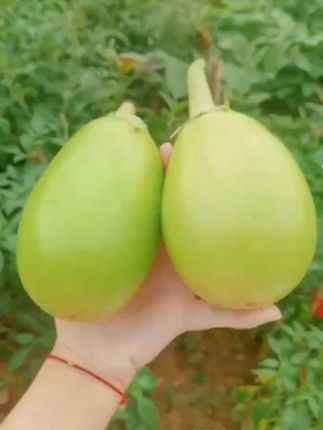 河南农家现摘青茄子,你有吃过这个青茄子吗?这个茄子肉质细腻,不管是生吃,烤着吃还是炒菜吃都好吃#新鲜采摘 #青茄子 #快来一起尝个鲜 #三农