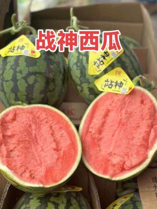 站神甘美4k西瓜皮薄肉厚、脆甜可口、汁水充足、果香浓郁、口感极好,是西瓜界的天花板、梦中情瓜实锤了,快来尝尝吧 !#西瓜 #新鲜应季水果 #口感特别好 #好吃到停不下来
