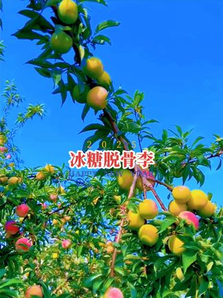 #新农人计划 【四川冰糖脱骨李·舌尖糖化暴击】核肉轻掰即离!咬开咔嚓脆皮下是冰糖心般的蜜甜爆浆,果肉嫩得像裹了层糖霜,追剧炫到停手,甜到抿嘴笑!#脱骨李 #李子熟了 #农村美食 #农村生活
