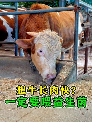 养牛不长肉?试试活菌肽胃肠康!喂了它牛吃得欢长得壮,养牛省心又省钱!#牛健胃 #活菌肽 #兽用益生菌 #牛健胃方法 #益生菌