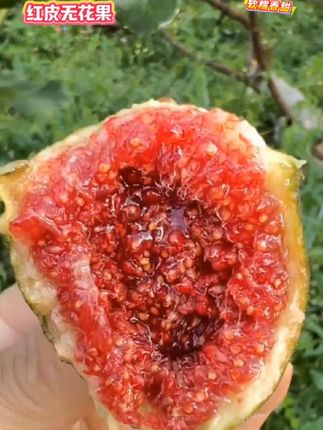 红皮鲜享无花果,一口甜糯知秋。粗糙青皮裹着软嫩果肉,甜蜜爆浆,糯软似蜜饯,馥郁果香盈满口腔。从枝头到舌尖,新鲜直递。这一口秋意,千万别错过。#无花果#红皮无花果#软糯香甜#当季水果#优质水果好吃不贵经济实惠,