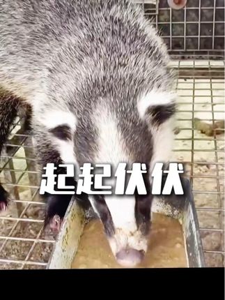 嗮嗮我的养獾日常#善待动物 #搞笑 #动物#獾子油