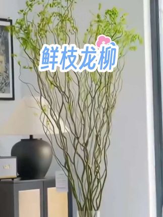 #龙柳鲜枝 #水培龙柳鲜枝 #水培龙柳#茶桌绿植景观盆栽 #净化空气