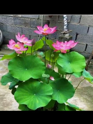 观赏荷花种根苗! 家里有闲置鱼塘、水缸的,一定要养一盆重瓣荷花,荷花堪称水中皇后,它颜色艳丽,品种多,花量大,特别适合新手小白种植,收到后直接丢水里。花一开,美得像仙境,养在家里禅意十足,关键它生命力顽强,不怕暴晒,不挑水质,养一次就能年年开花,喜欢的你也养上一盆吧#观赏荷花根苗#丢水里就能成活#一次种下年年开花#荷塘美景