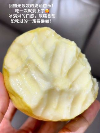 冰淇淋口感的奶油芭乐,吃一次就爱上了!#新鲜采摘 #应季水果 #白心芭乐 #奶油芭乐 #水果自由