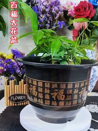 分享超绝的仿陶瓷百福大花盆✨ 满是精致百福图案,寓意百福临门,颜值爆表💖 仿陶瓷材质,有陶瓷质感光泽还更轻便耐摔,底部排水孔设计科学,能护植物根系🌱 大口径大容量,适配多种植物,放阳台、客厅都很赞,价格美丽,家居园艺必备,戳链接带走,让福气与绿意入户🌿 #仿陶瓷百福大花盆 #百福临门 #家居园艺 #养花必备 #好物推荐🔥 @上热门🔥🔥🔥 @抖加🔥上热门🔥dou+🔥热点宝