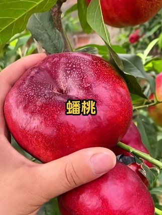 新疆戈壁滩爆汁蟠桃迷你版,香甜多汁!#爆汁蟠桃 #蟠桃 #油蟠桃 #香甜多汁