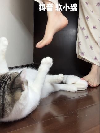 #铲屎官和他的主人 卡基米
