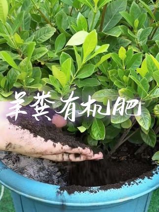 秋肥是金,立秋过后还没埋#羊粪有机肥 的一定要抓紧,可以做底肥也可以做追肥#种植小技巧 #有机肥 #爱生活爱养花 #养花小知识