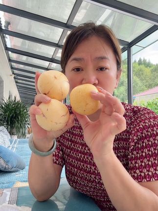 清甜暴汁云南石林人参果,好吃还不贵#新鲜采摘 #人参果
