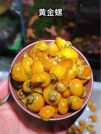 家人们,还在为鱼缸清洁烦恼吗?这款黄金螺一定要试试!金黄外壳超亮眼,丢进鱼缸,藻类、残渣、鱼粪统统搞定,是超厉害的清洁小能手!而且它杂食又好养,对水质要求不高,新手小白也能轻松拿捏! #鱼缸清洁神器 #黄金螺 #养鱼必备 #清洁螺#观赏螺