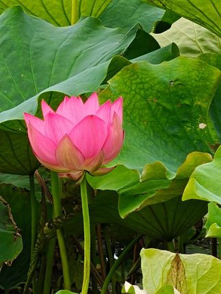 “我别无所求,只想被阳光晒透”📗:《克林索尔最后的夏天》 ,又一次沦陷在黑塞诗画般的文字里,他真的太会写了! ,“世界如同肥皂泡般虚幻,如一场歌剧,一场欢乐的无稽之谈。” ,“我爱你,或许因你与我如此相似。我爱他人,因他们与我截然不同。” ,“世界变得更加美丽。我独自一人,不因孤独而痛苦。我别无所求。我已准备好迎接太阳的炙烤,渴望成熟。我已准备好迎接死亡,也已准备好迎接重.生。” ,“终有一天,平静会伴随着最后的疲惫而来,母亲般的大地会将我拥人怀中。这并非终结,而是重.生,,是一次沐浴和沉睡,衰老和枯菱将在其中沉没,年轻和新生将开始呼吸。”!!,#好书分享#文字的力量 #书籍推荐#治愈#黑塞
