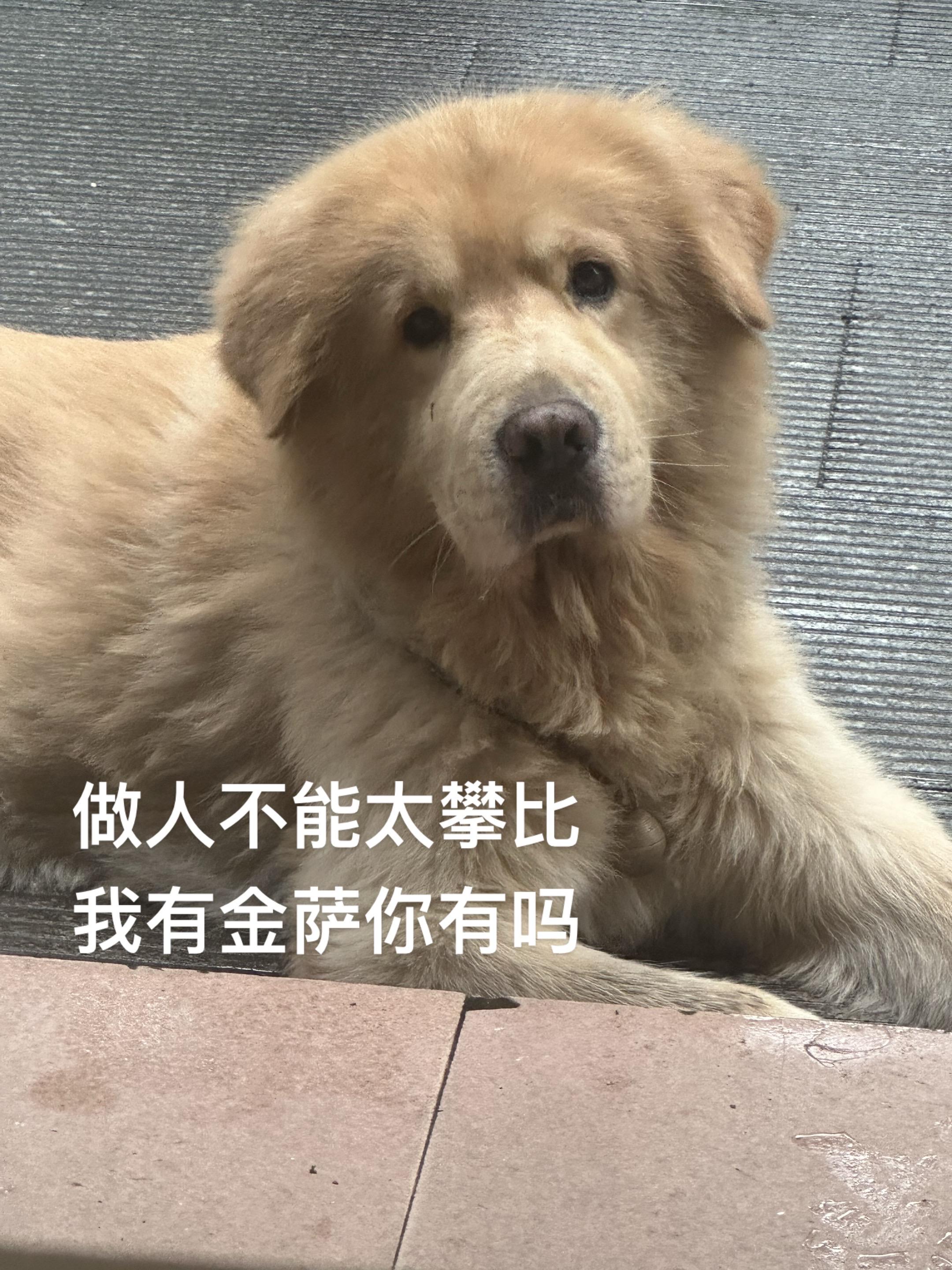 看见我拍他怎么还要振刀一下#小鸡毛 #小狗小狗 #金毛叫你出去玩 #抖音萌宠出道计划