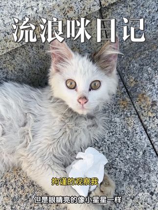 希望每一个小流浪猫都能遇到自己心软的神#流浪猫 #关爱流浪动物 #成橙小巴 #驱虫 #猫咪驱虫