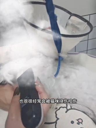 给猫咪剃毛其实有不少需要注意的地方哦~猫咪的皮肤张力特别大,尤其是肚子和胳肢窝的皮肤薄得很。而且它们剃毛时的抽动、挣扎根本没法预判,所以剃伤的风险是真的存在,还可能有不好的后果。我们肯定会尽量小心避免,但还是要跟大家说清楚。要不要剃毛,记得提前告诉美容师呀~
#猫咪日常洗护 #养猫那些事 #宠物店不容易