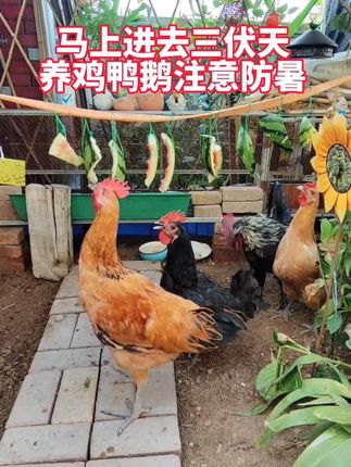 鸡鸭鹅防暑#三农养鸡 #生态散养土鸡 #鸡鸭鹅养殖#鸡鸭鹅防暑降温