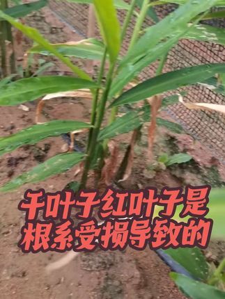 根系受损导致红叶子红尖子#大姜种植 #生姜种植 #种姜有难题就找李臣岗