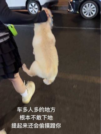 在家训练的乖乖的,出门怎么就六亲不认了呢🙂 #犟种 #遛狗日常 #养狗人 #土松