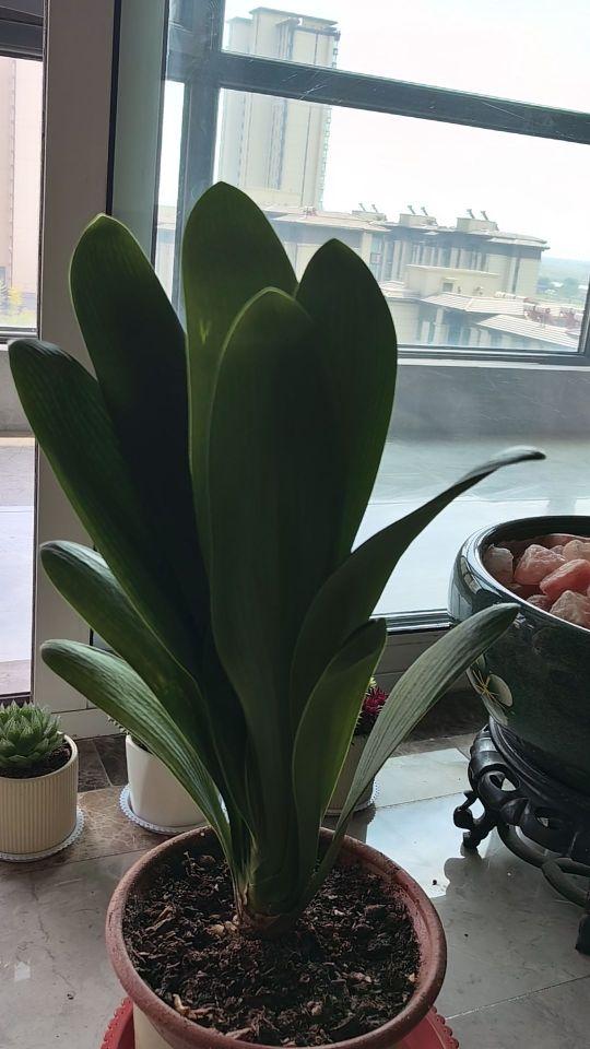 造型太差,与直播间不符 整体评价:感觉不爽#我在抖音买买买