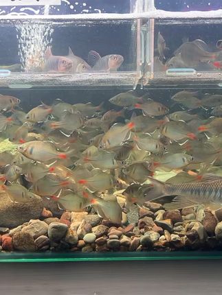 #观赏鱼 #长鳍躐  学会接受 活的通透 享受自由 重复的有很多 独特的却很少 生活的本意是开心