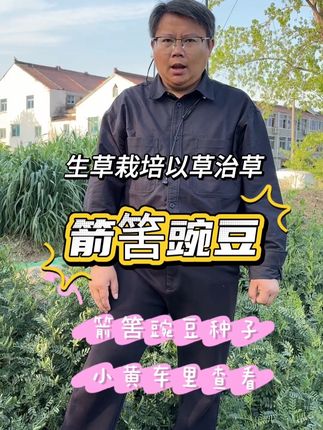 果园杂草多土质差想改良种绿肥箭筈豌豆吧 果园生草以草治草 还可以增强土壤肥力,一次播种后不需要每年播种,省事简单#箭筈豌豆#绿肥#果园生草#土壤改良#以草治草