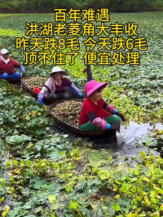 又到了吃菱角的季节 #新鲜采摘 #口感非常好 软糯香甜 #菱角 #洪湖老菱角 #优质农产品原产地直发
