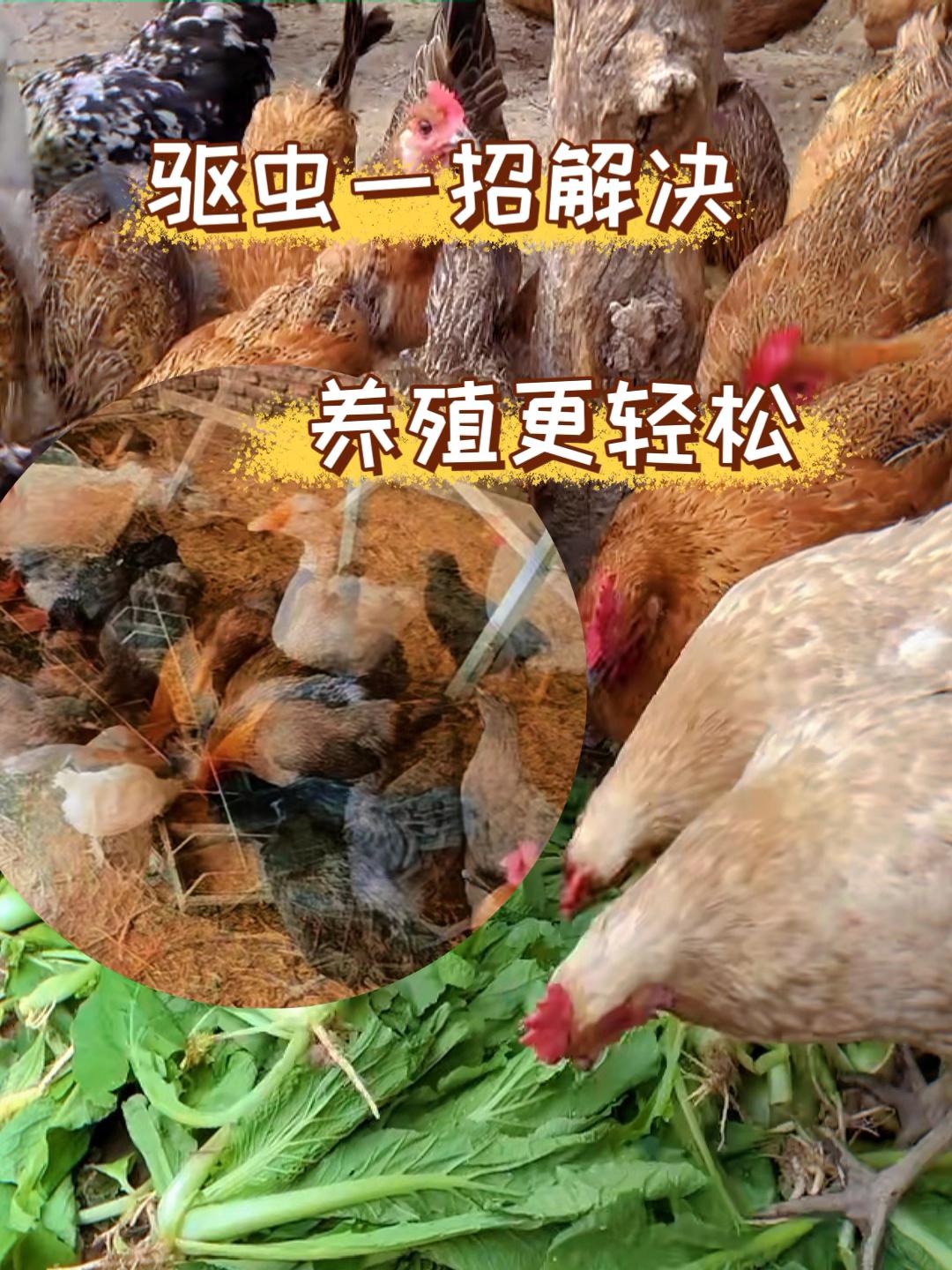 #养鸡技术 #养殖小妙招 #养殖人 #养鸡人 #养鸡技术分享