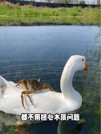 #水净爽 #鱼虾蟹养殖 #净水#芽孢杆菌#鱼耀 净水爽水直接扔