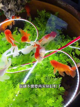 适合各种鱼缸的低压防水灯带,自带背胶好粘接,还带有玻璃胶水加固,安全又美观!#水族#灯带