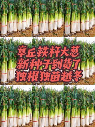 章丘铁杆大葱#强烈推荐 #新农人计划 #创作人计划 #日常分享