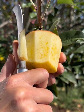 这样的冰糖心苹果你们吃过吗?反正我特别爱吃,脆甜多汁果味浓郁#大凉山糖心苹果#大凉山丑苹果#冰糖心苹果#丑苹果