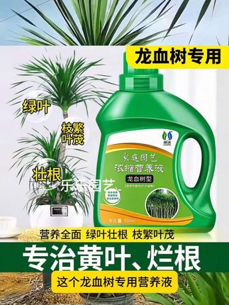龙血树出现黄叶焦尖该怎么养护?可以试试这个龙血树专用营养液#园艺 #养花小知识 #好物推荐🔥 #龙血树养护##花卉绿植