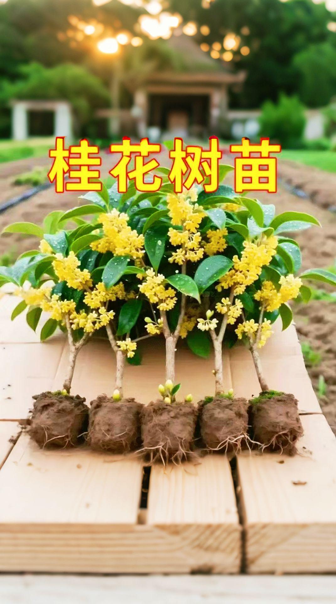桂花树。#AI扩图 #桂花树 #花卉绿植 #净化空气 #好看的花一定要分享给你 什么花比香水还好闻,比茉莉花还好养?那就是我们的四季桂,一年四季都是它的开花期,而且室内室外南方北方都能去养它,可以耐寒也可以耐热,不管有没有阳光,哪怕是在树荫下都能够把它养爆盆。关键是它的花香味啊,特别的好闻,收到货之后只需要给它浇浇水就能够成活!