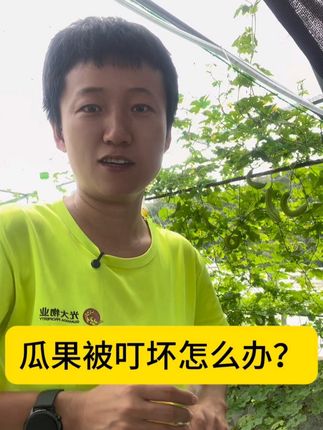 种瓜果怎么防虫? 自从用了果实蝇诱粘剂,我就没担心过瓜果被叮坏。好东西要分享#记录我的种植生活 #生物防治 #果蝇 #果实蝇