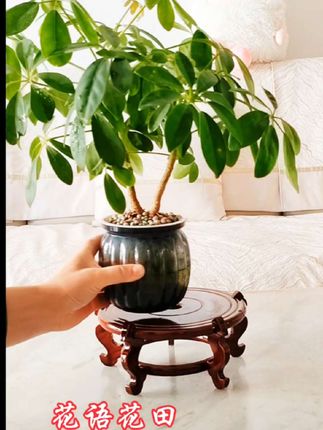 #八方来财七叶莲 家里摆上一盆八方来财,寓意着新的一年里八方来财,好运连连。它不仅好看还好养,不需要阳光,也不需要经常换水,特别适合新手小白去养,而且它的适应能力很强,无论是在阳台还是卧室都可以轻松养活,把它摆在客厅里,显得特别高端大气上档次。