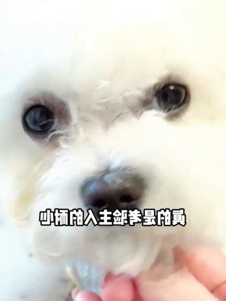宠物有泪痕?试试这个,一键修复,轻松修复#猫狗 #宠物 #宠物泪痕 #养宠进阶指南 #好物推荐🔥