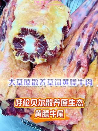 营养价值非常高的一条牛尾! 呼伦贝尔大草原天然散养慢生长原生态的蒙古笨牛#真材实料才能做出好味道 #强烈推荐 #牛尾 #原产地直发