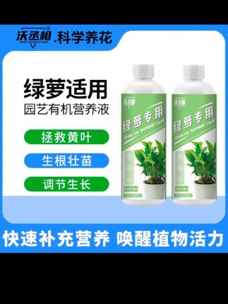 绿箩出现黄叶枯叶,你以为是浇水不够吗?#绿萝 #养护小知识 #花卉绿植 #种植小技巧
