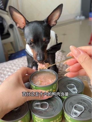 天气炎热 爱挑事的小狗 可以多吃这个鸭肉雪梨补水罐 清火又补水#萌宠好物推荐 #毛线卷卷#最萌小鹿犬#抖音萌宠出道计划
