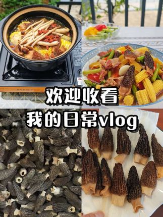 煲汤炖汤焖饭烧菜好食材,精品头茬羊肚菌,欢迎来采购#健康食材 #羊肚菌 #美食 #头茬羊肚菌