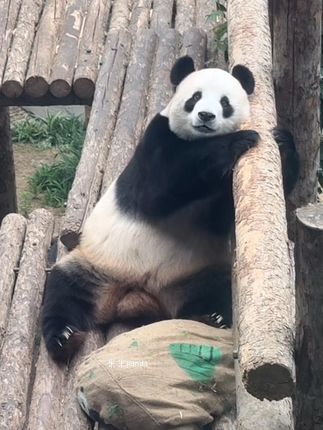 可爱的不要不要了 又圆润了宝宝 #大熊猫飞云